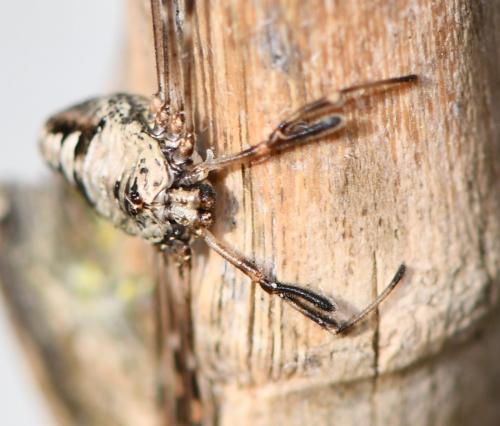 Dicranopalpus ramosus